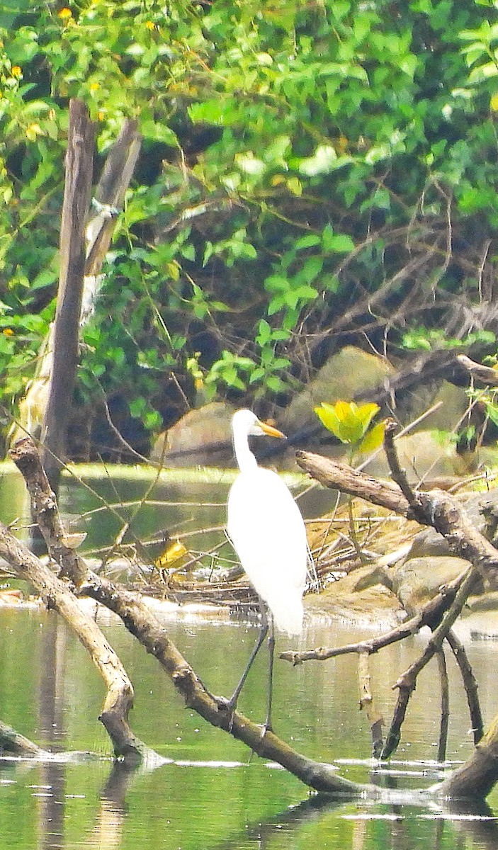 Medium Egret - ML642054926