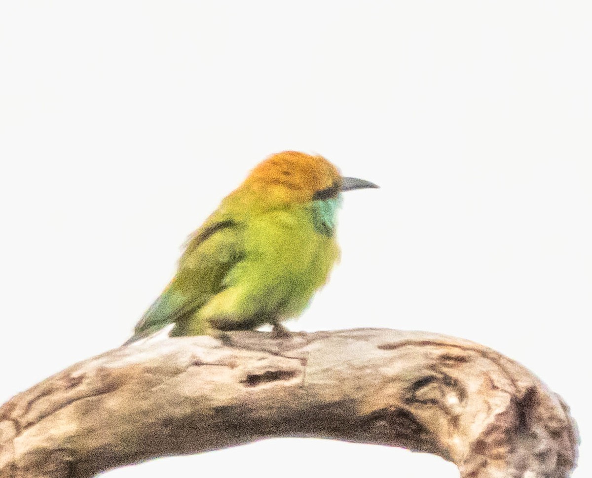 Asian Green Bee-eater - ML642054928