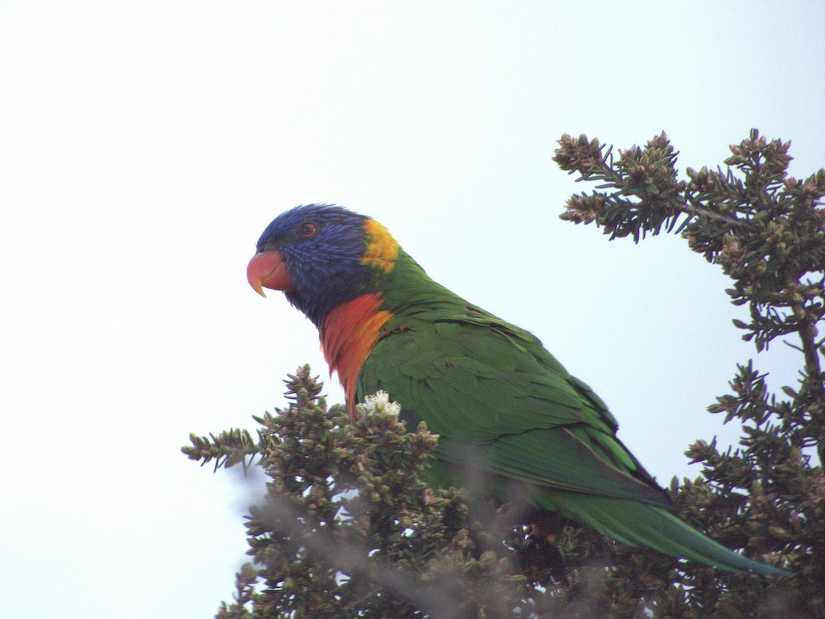 Rainbow Lorikeet - ML642054929