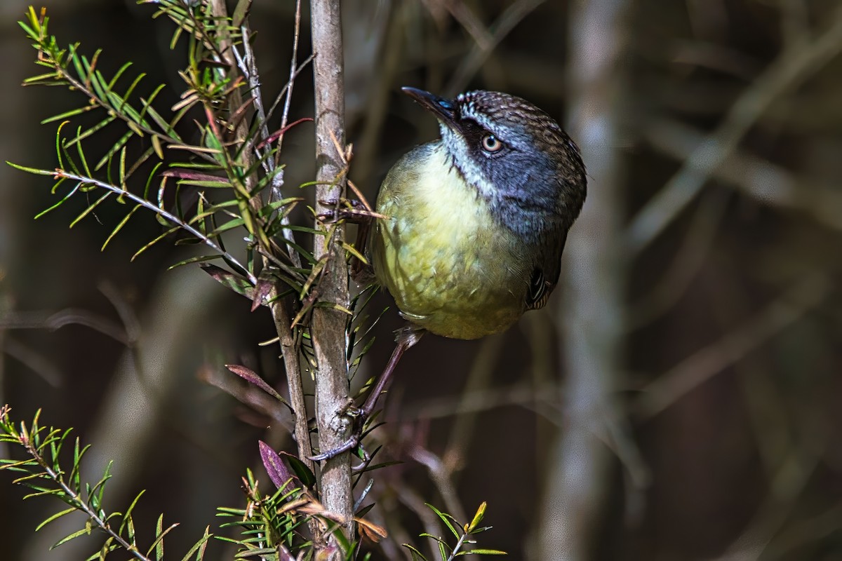 White-browed Scrubwren (White-browed) - ML642054933