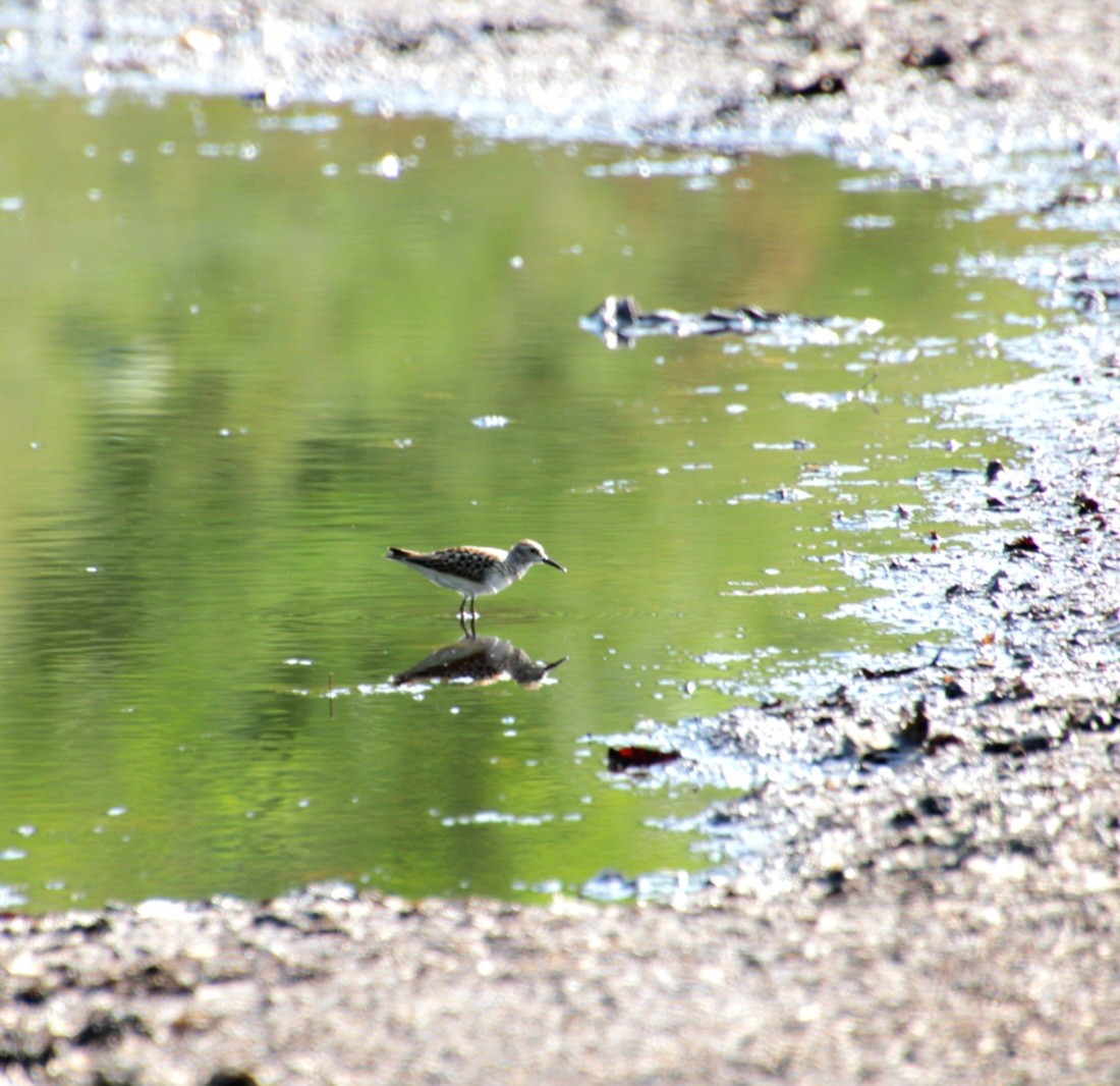 Least Sandpiper - ML642054934