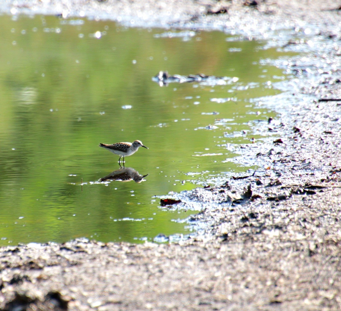 Least Sandpiper - ML642054935