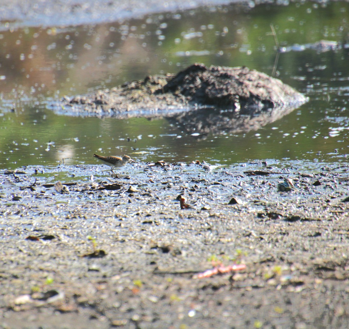 Least Sandpiper - ML642054936