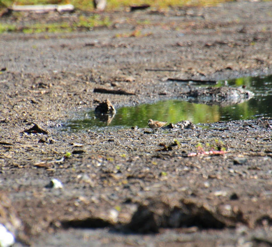 Least Sandpiper - ML642054937