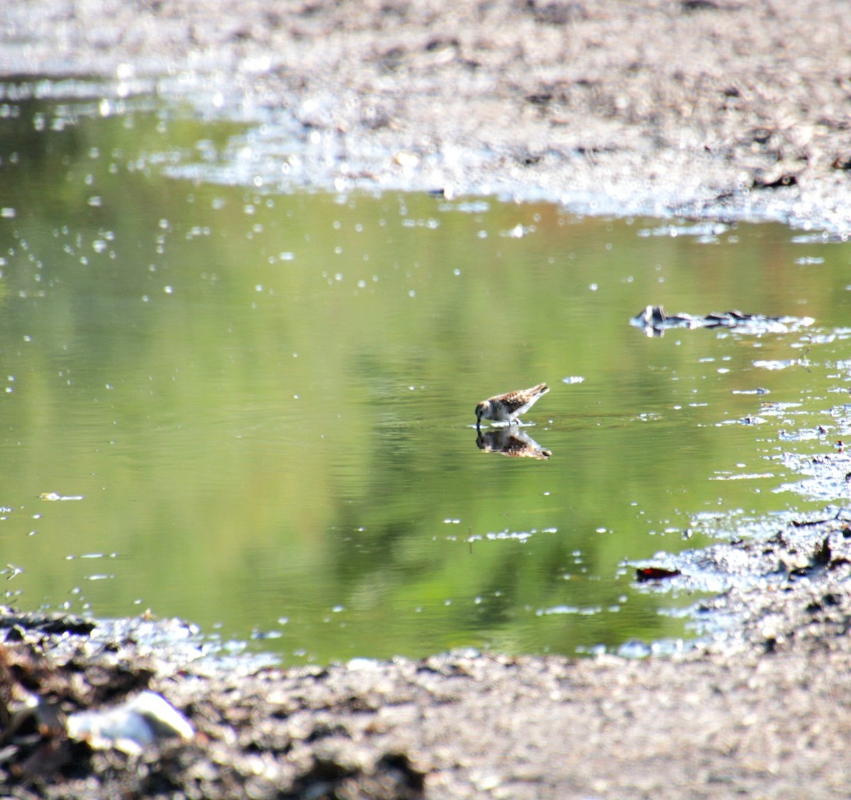 Least Sandpiper - ML642054938