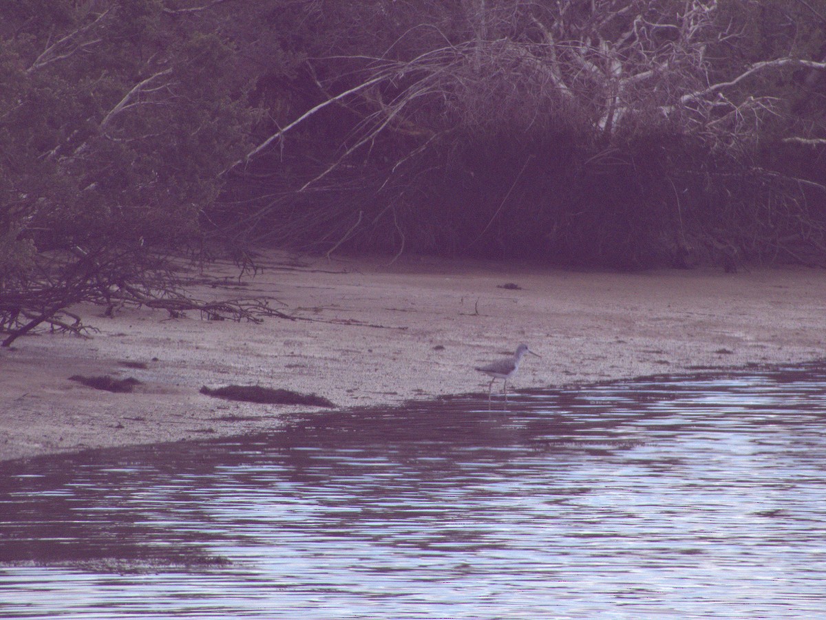 Common Greenshank - ML642054939