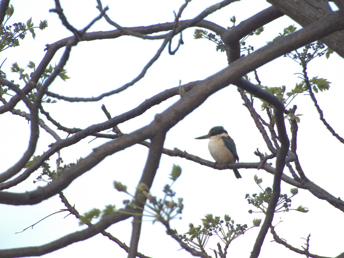 Sacred Kingfisher (Australasian) - ML642054941