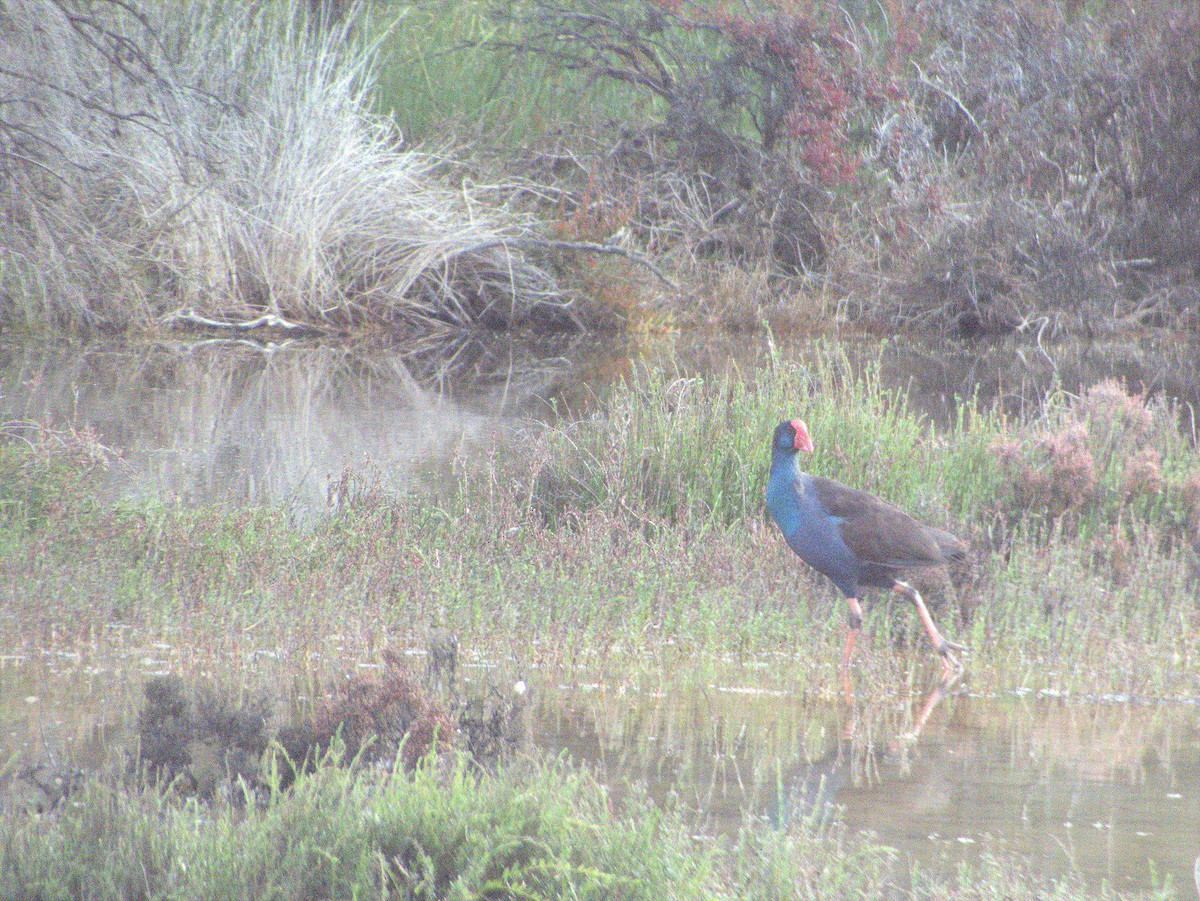 Australasian Swamphen - ML642054944