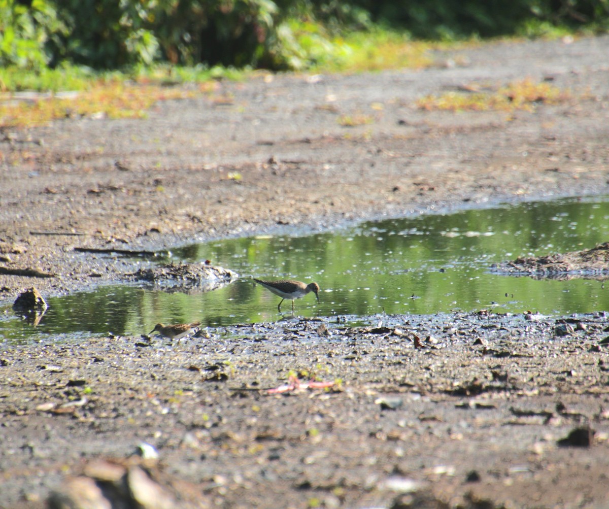 Solitary Sandpiper (solitaria) - ML642054945