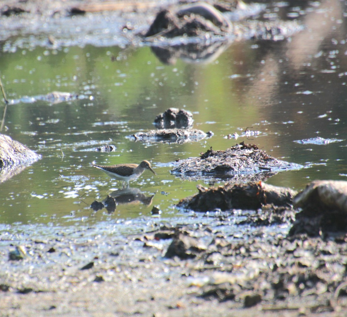 Solitary Sandpiper (solitaria) - ML642054946