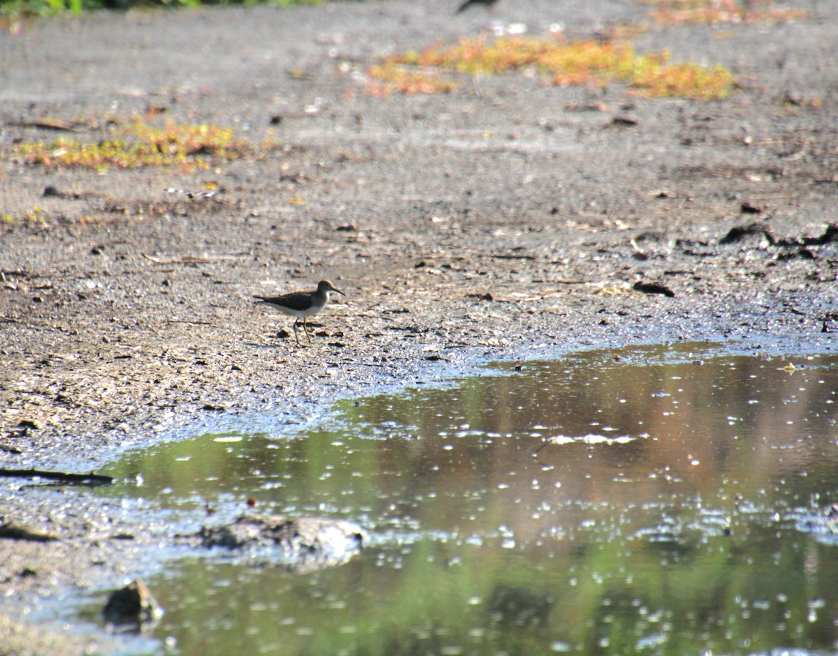Solitary Sandpiper (solitaria) - ML642054947