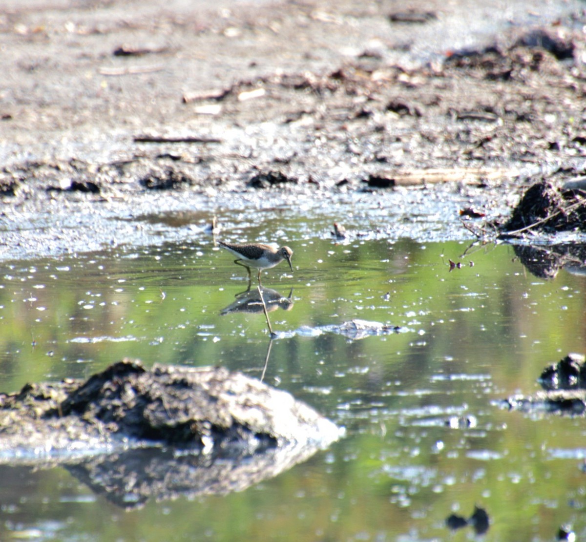 Solitary Sandpiper (solitaria) - ML642054948