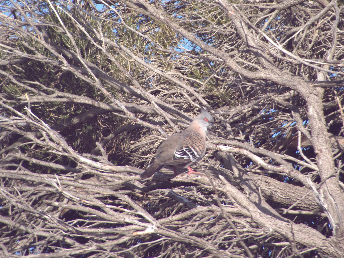 Crested Pigeon - ML642054952