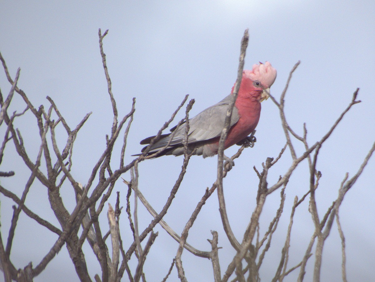 Galah - ML642054955