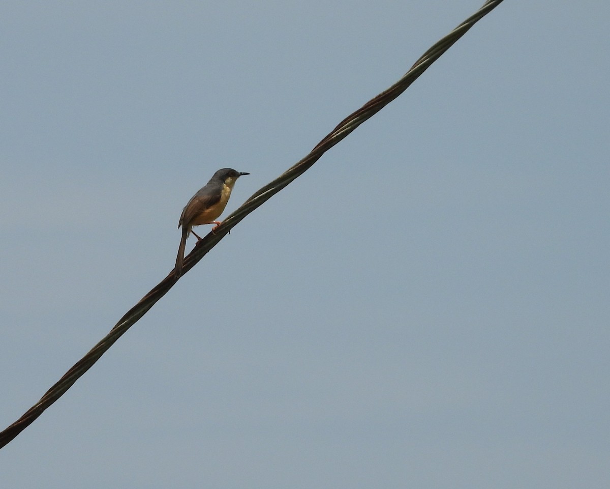 Ashy Prinia - ML642054957