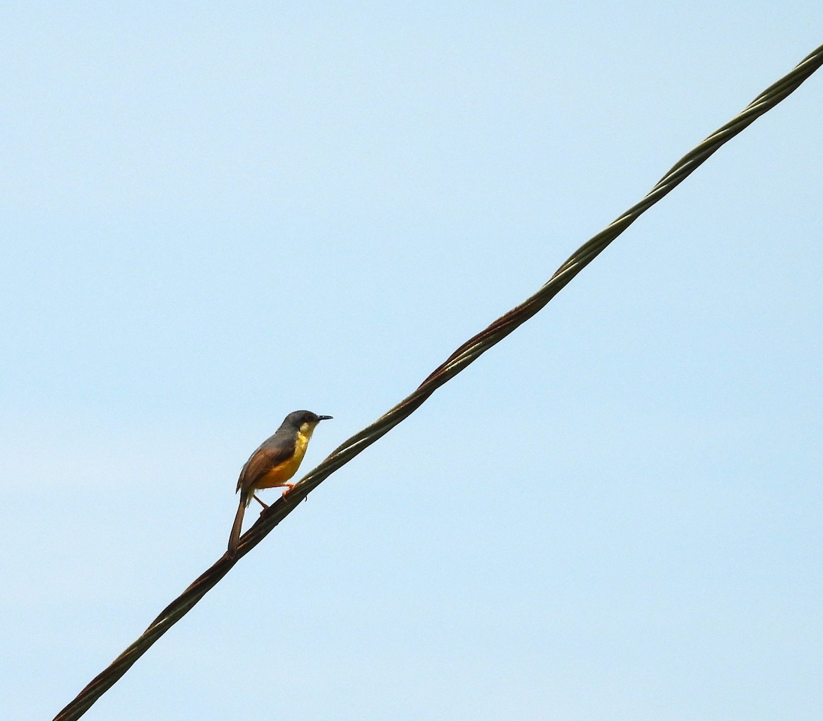 Ashy Prinia - ML642054958