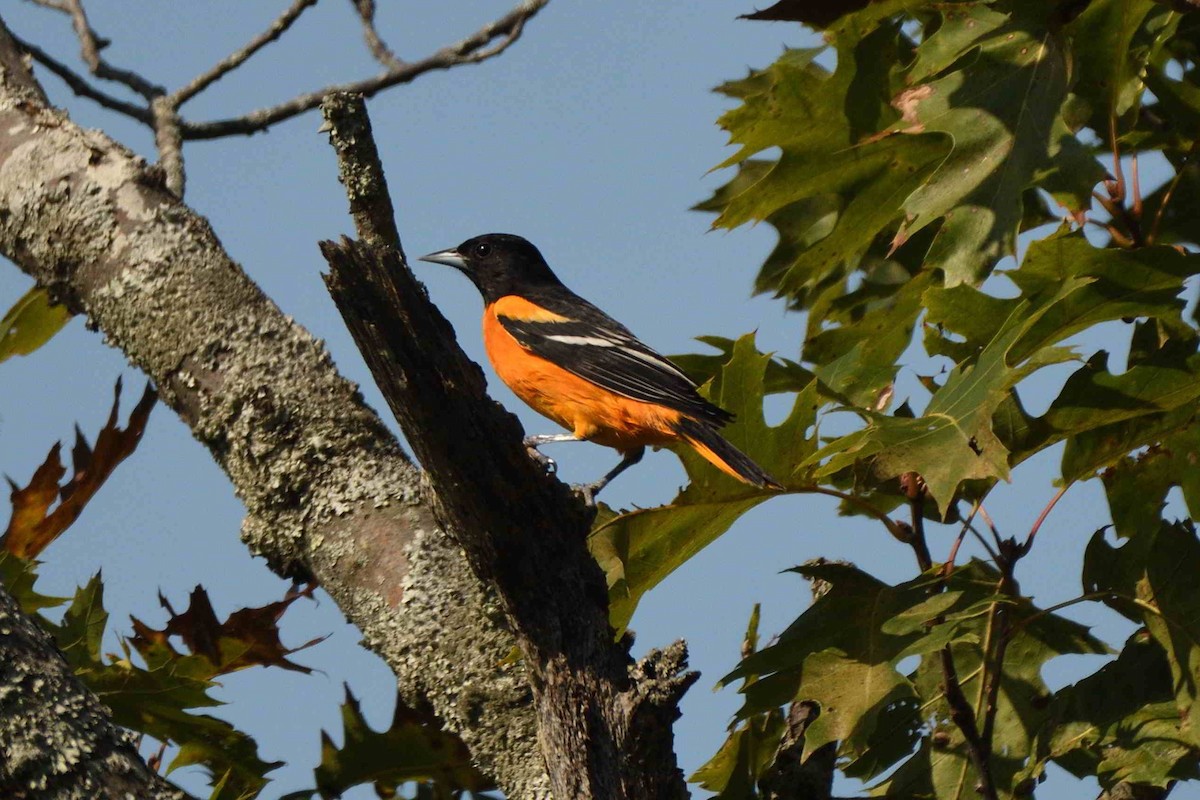 Baltimore Oriole - ML642054959