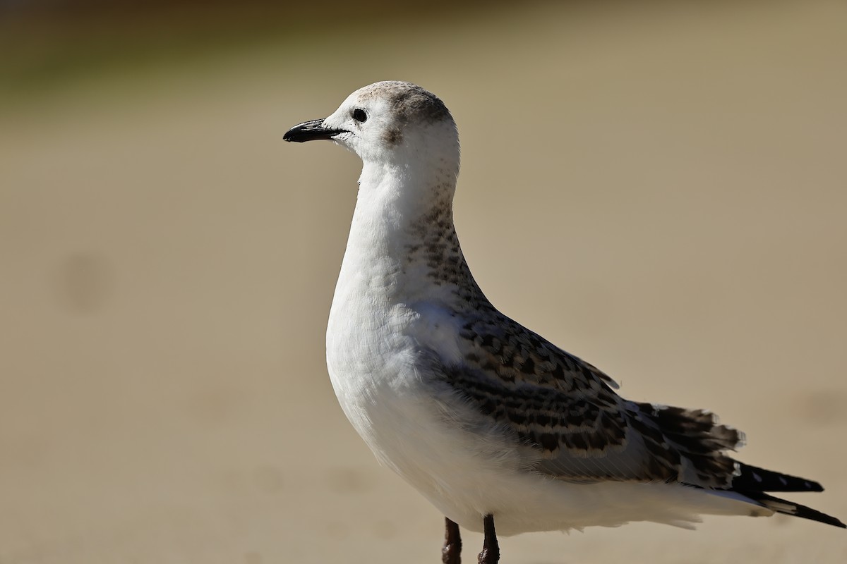racek australský - ML642054970
