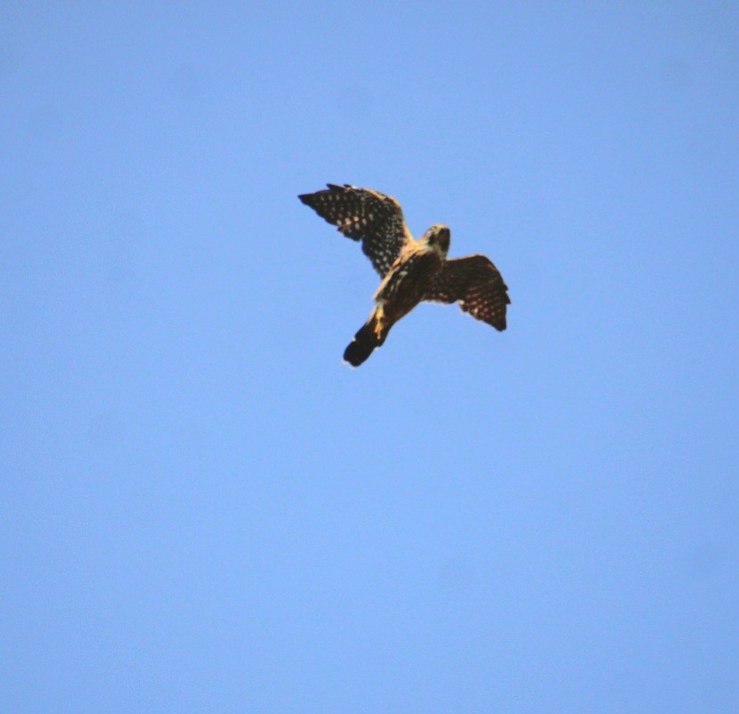 dřemlík tundrový (ssp. columbarius) - ML642054977