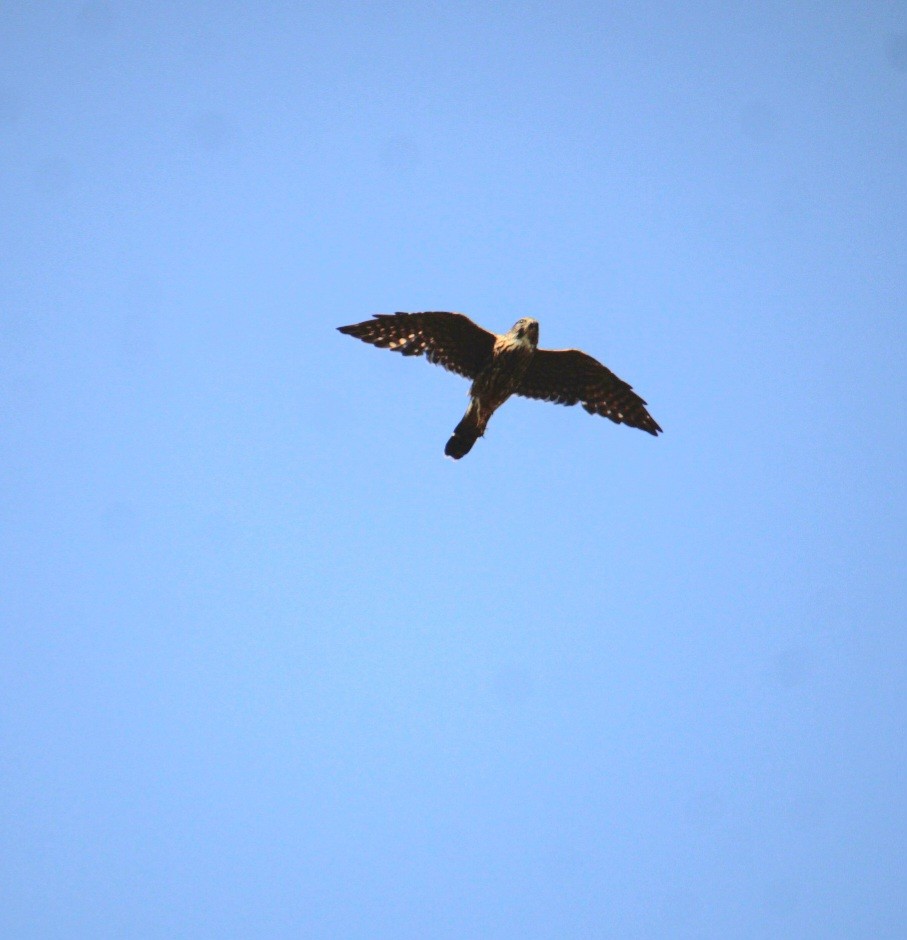 dřemlík tundrový (ssp. columbarius) - ML642054978
