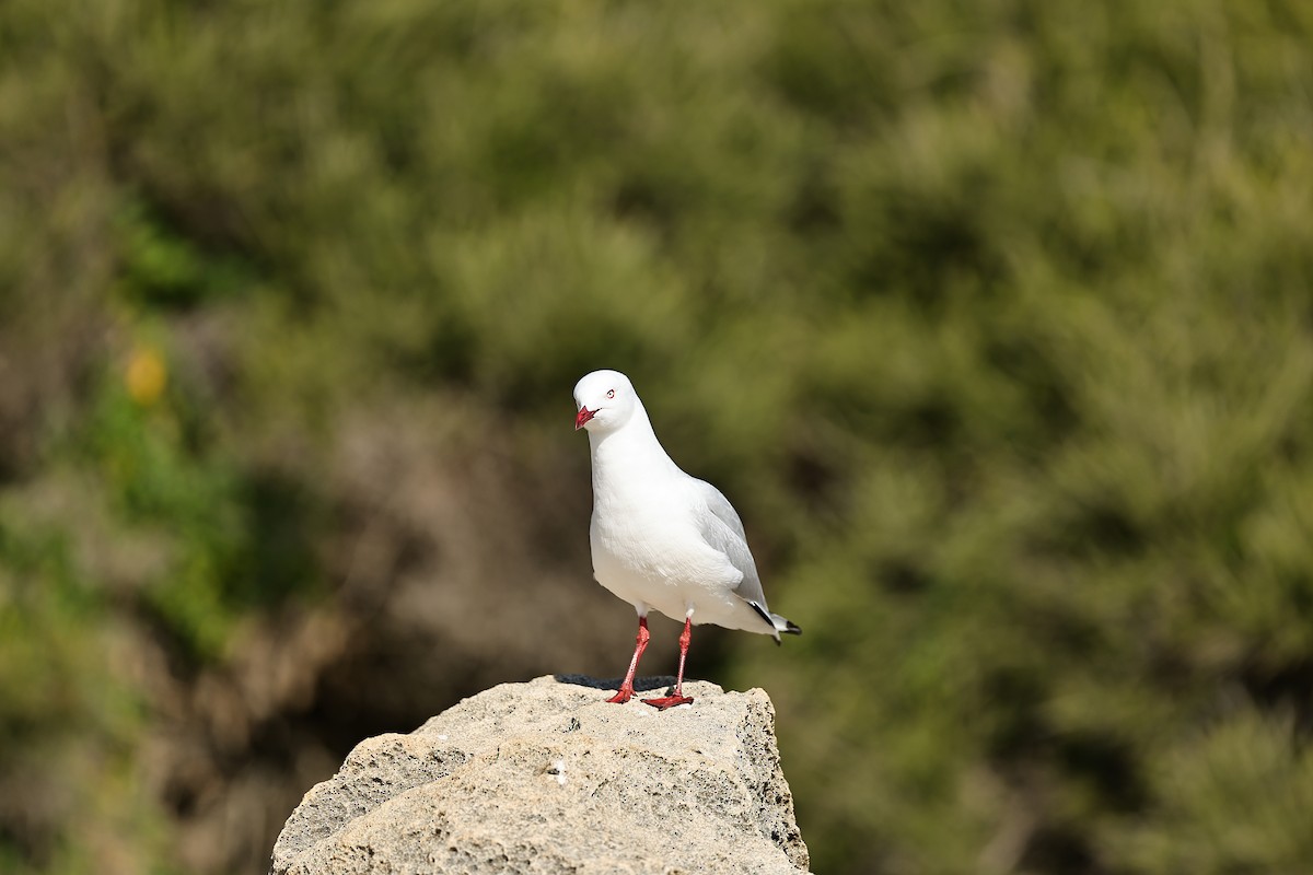 racek australský - ML642054983