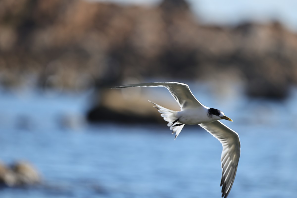 Great Crested Tern - ML642054990