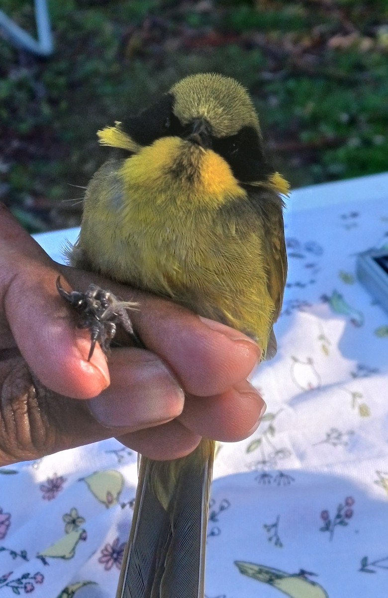 Yellow-tufted Honeyeater - ML642054992