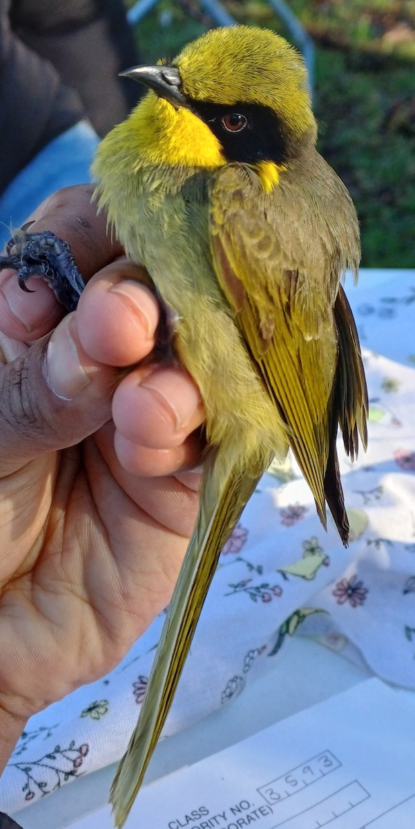 Yellow-tufted Honeyeater - ML642054993