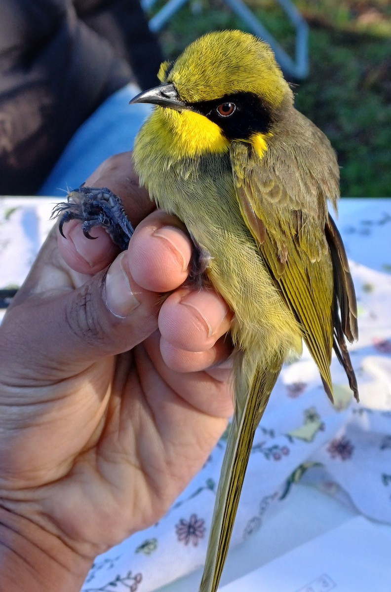 Yellow-tufted Honeyeater - ML642054994