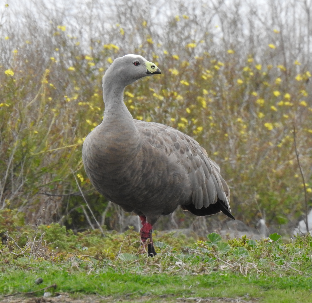 Cape Barren Goose - ML642055002