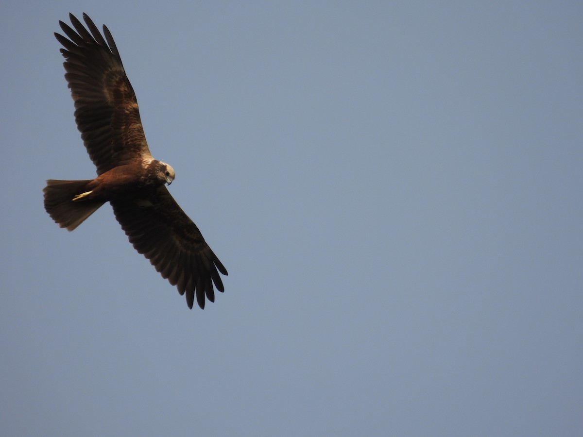 Western Marsh Harrier - ML642055003