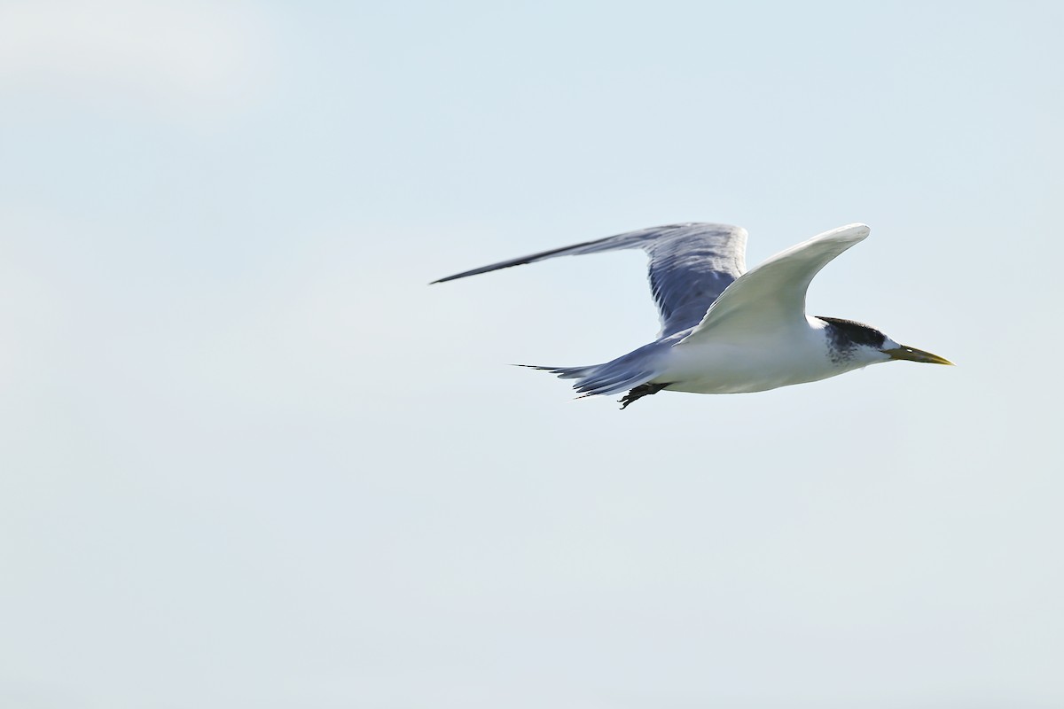 Great Crested Tern - ML642055009