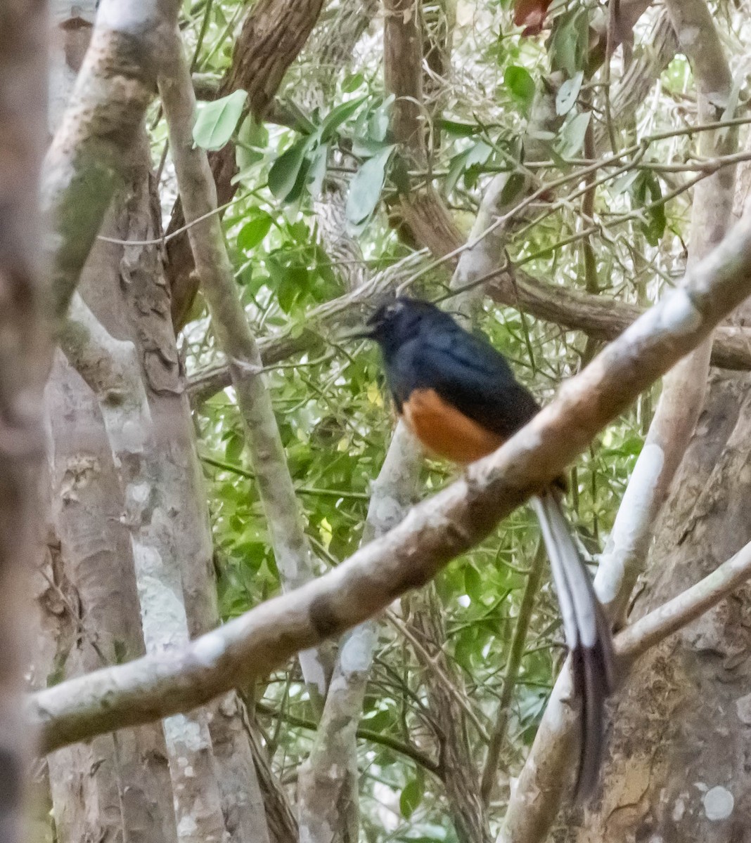 Shama de Ceylan - ML642055023