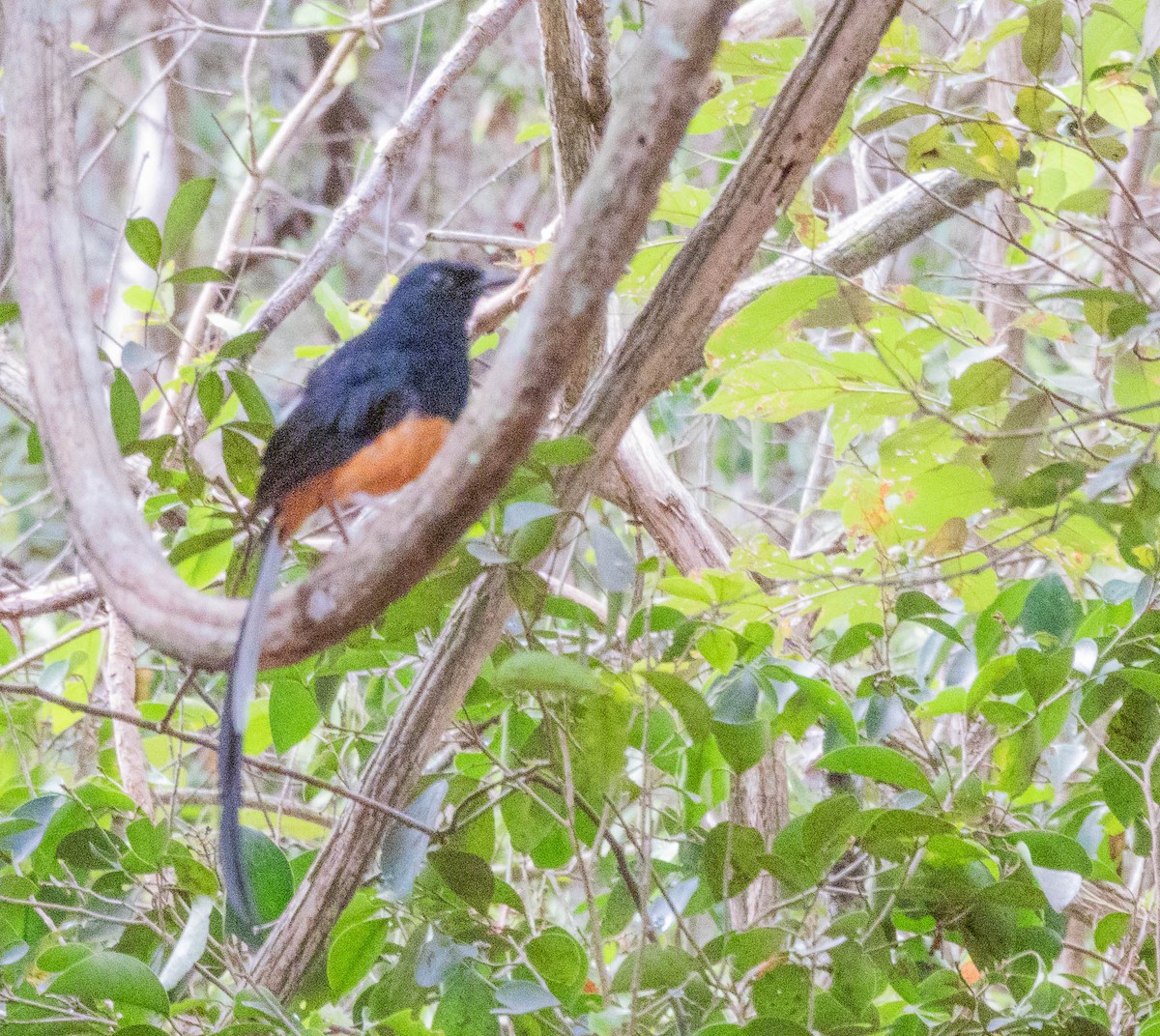 Shama de Ceylan - ML642055024