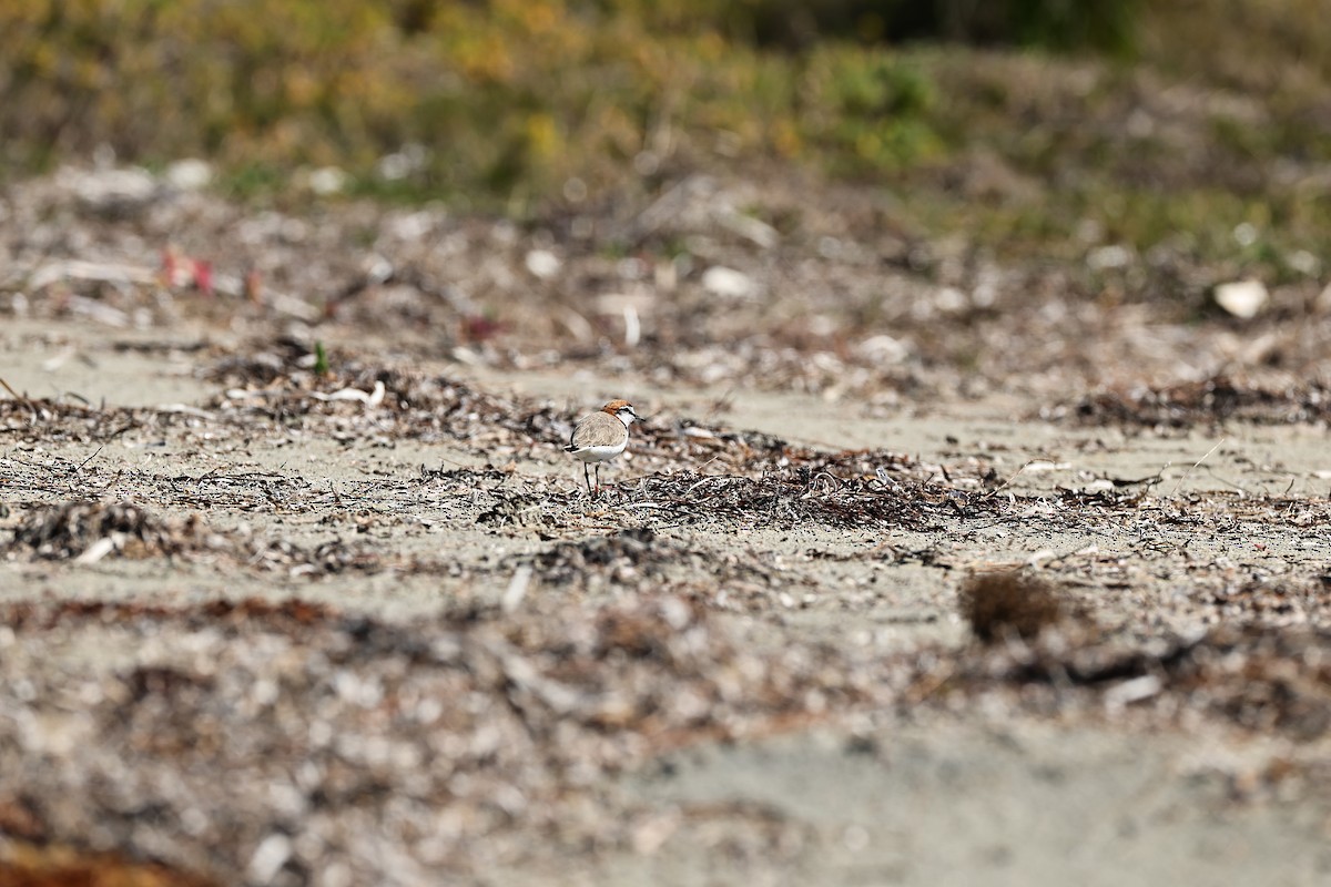Red-capped Plover - ML642055028