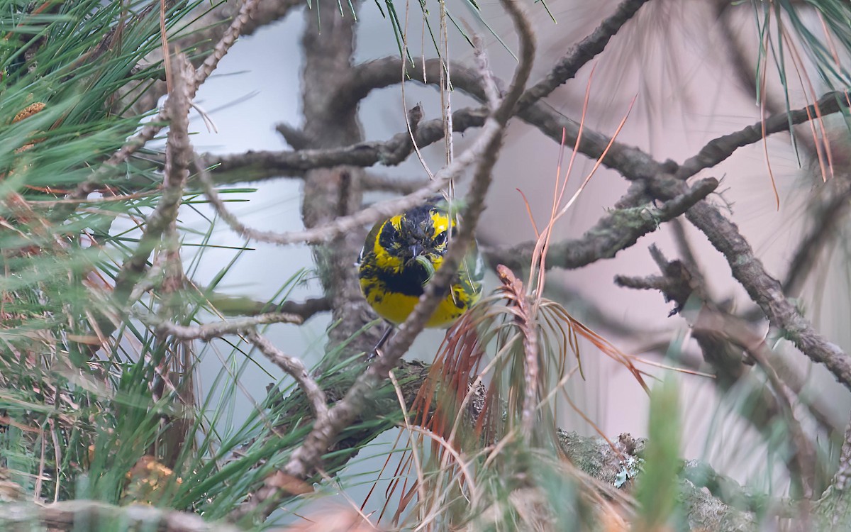Townsend's Warbler - ML642055033