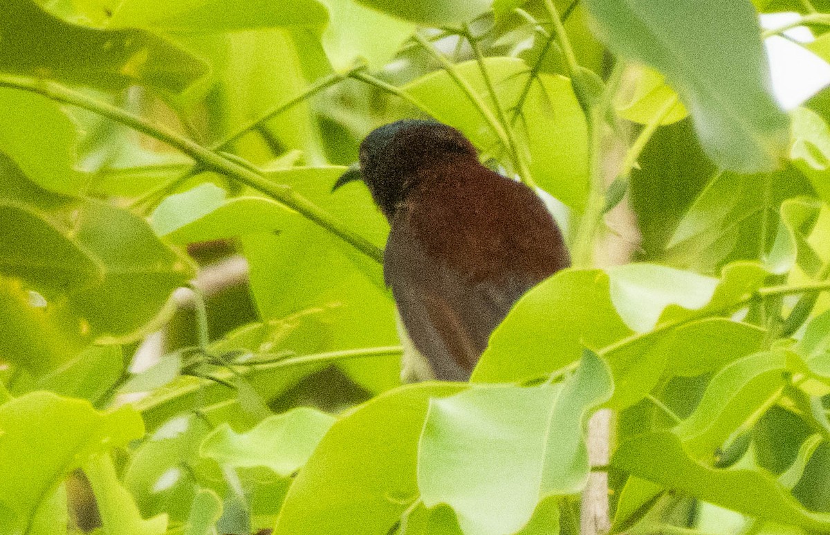 Purple-rumped Sunbird - ML642055034