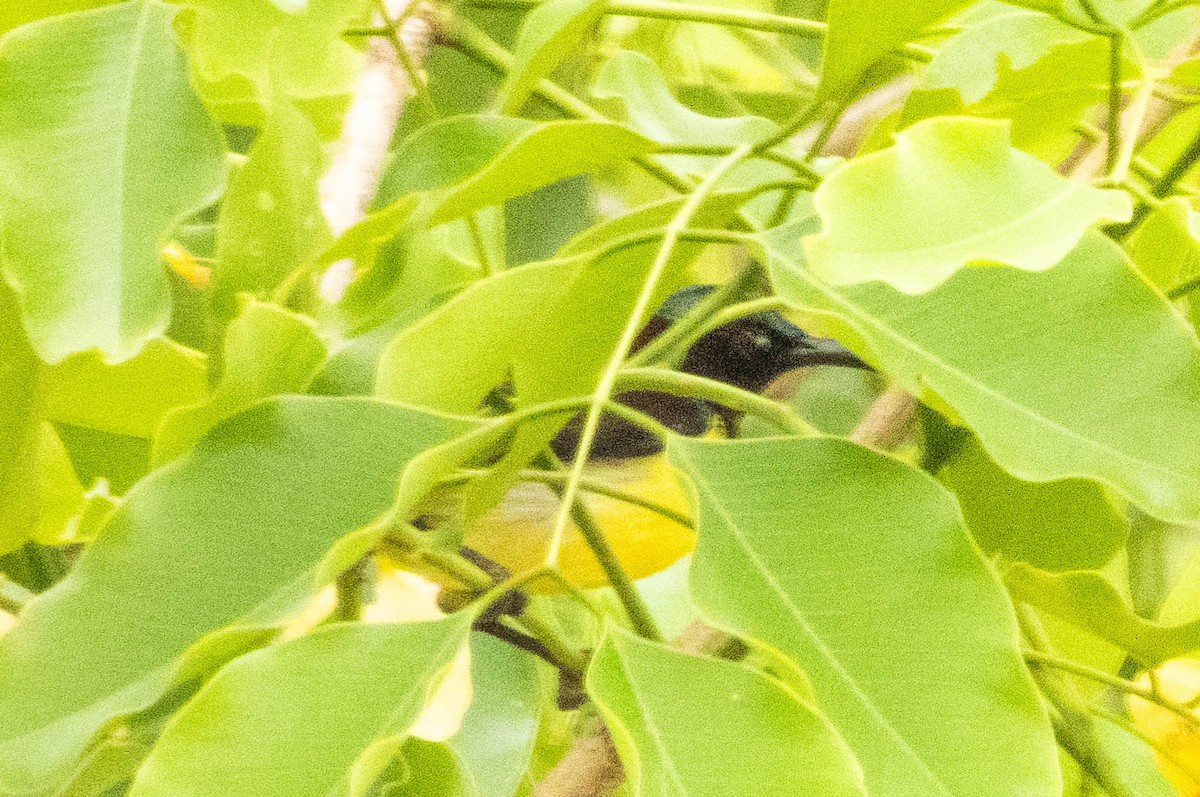 Purple-rumped Sunbird - ML642055035