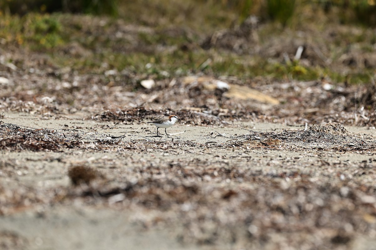 Red-capped Plover - ML642055038