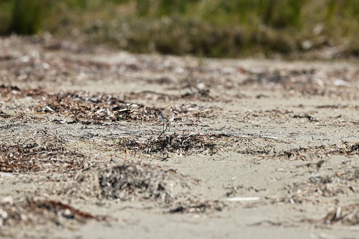 Red-capped Plover - ML642055063