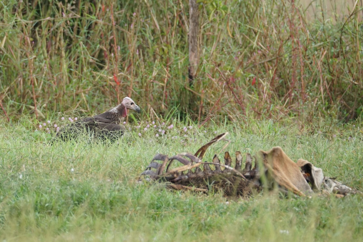 Red-headed Vulture - ML642055066