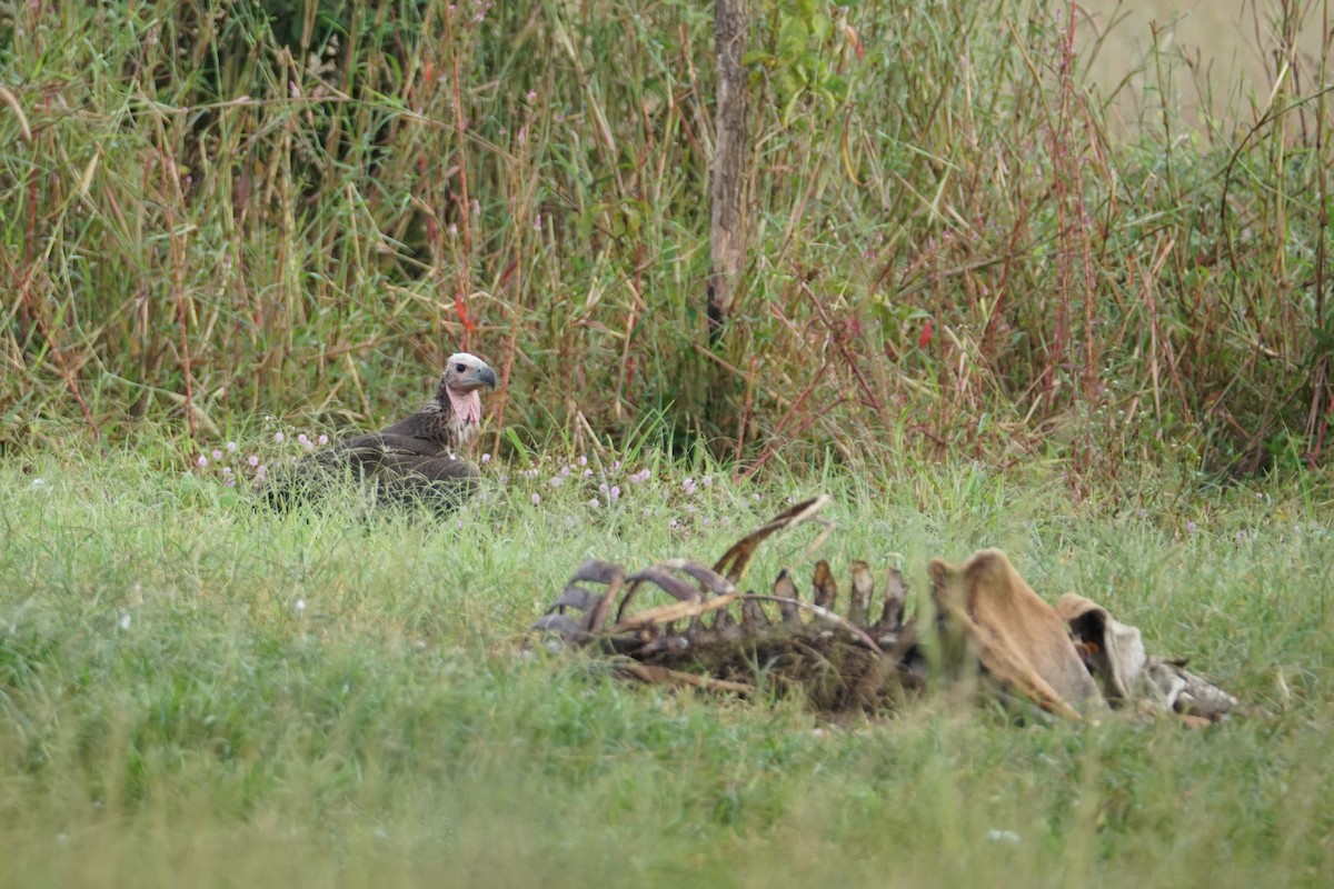 Red-headed Vulture - ML642055067