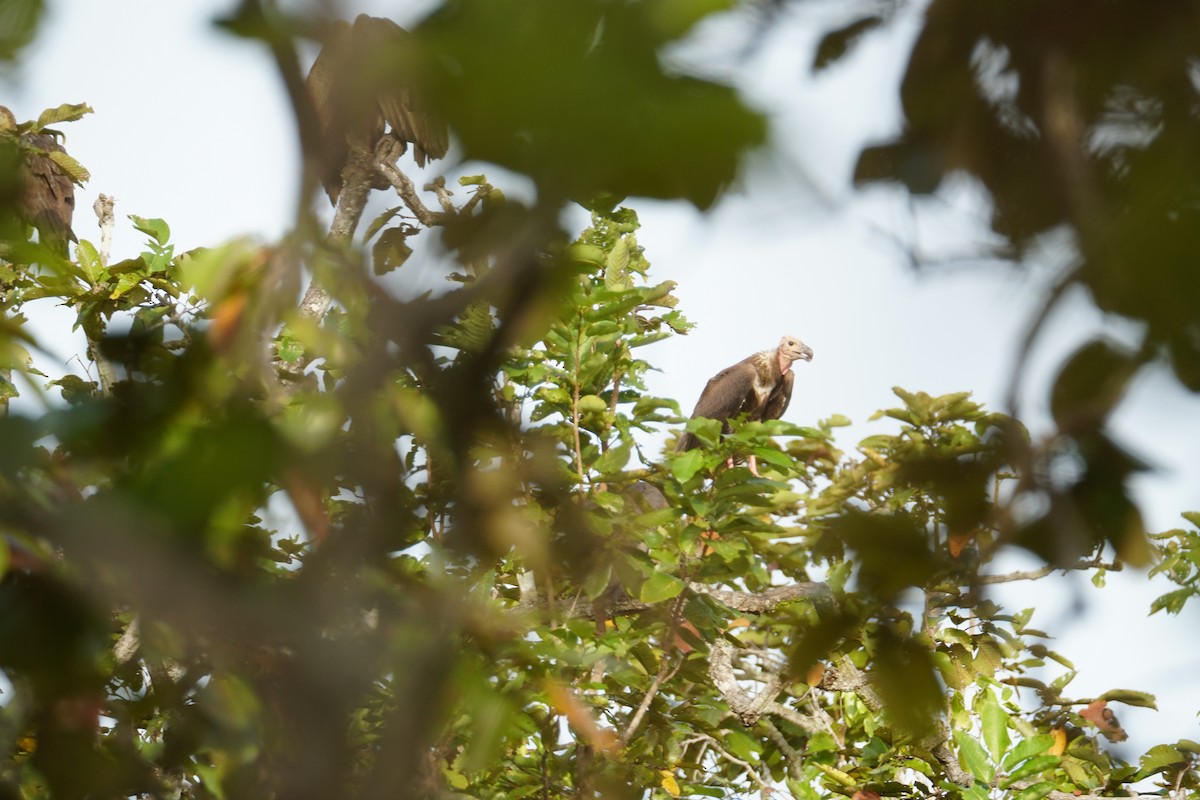 Red-headed Vulture - ML642055069
