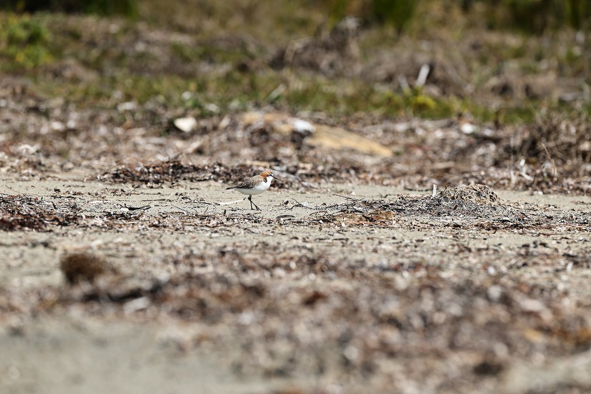 Red-capped Plover - ML642055074