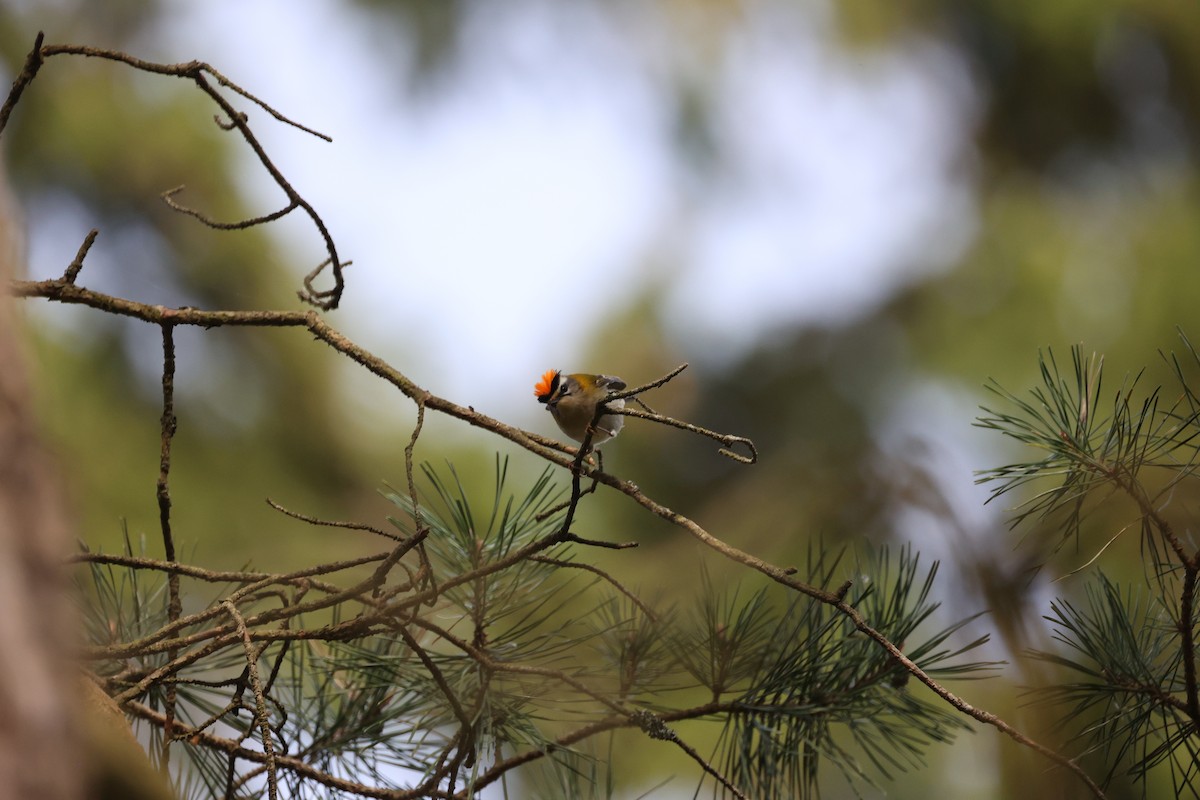 Common Firecrest - ML642055081