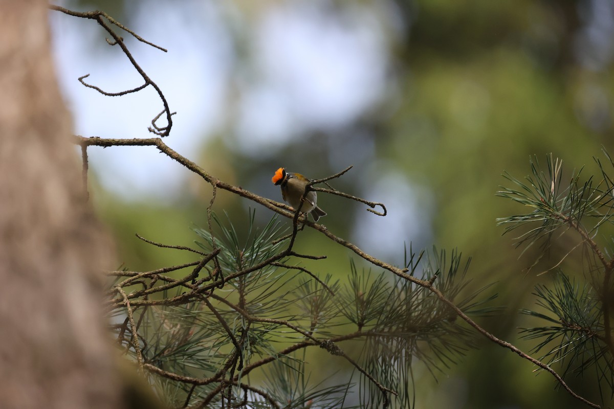 Common Firecrest - ML642055082