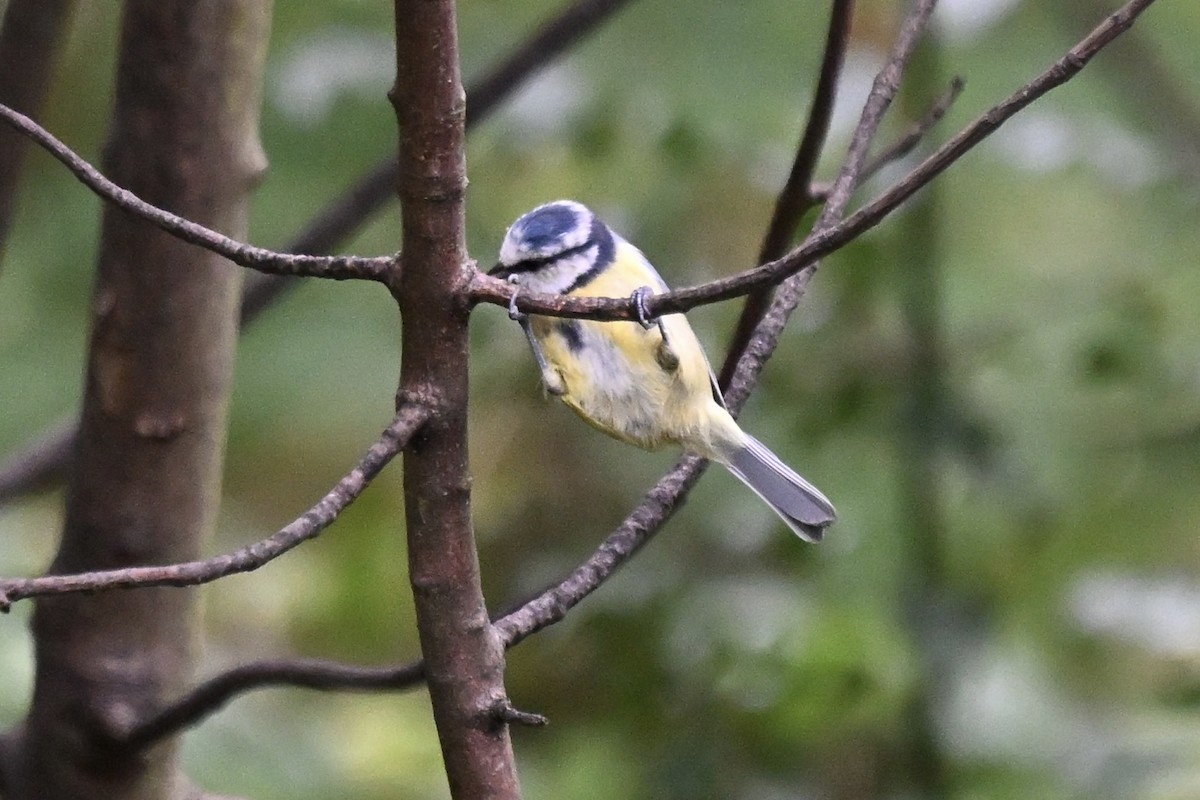 Eurasian Blue Tit - ML642055084