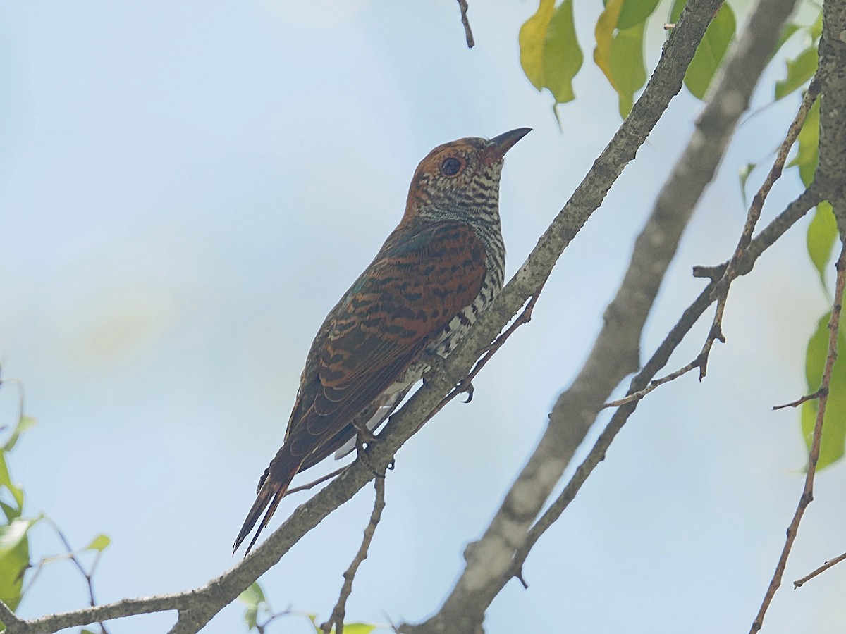 Violet Cuckoo - ML642055089