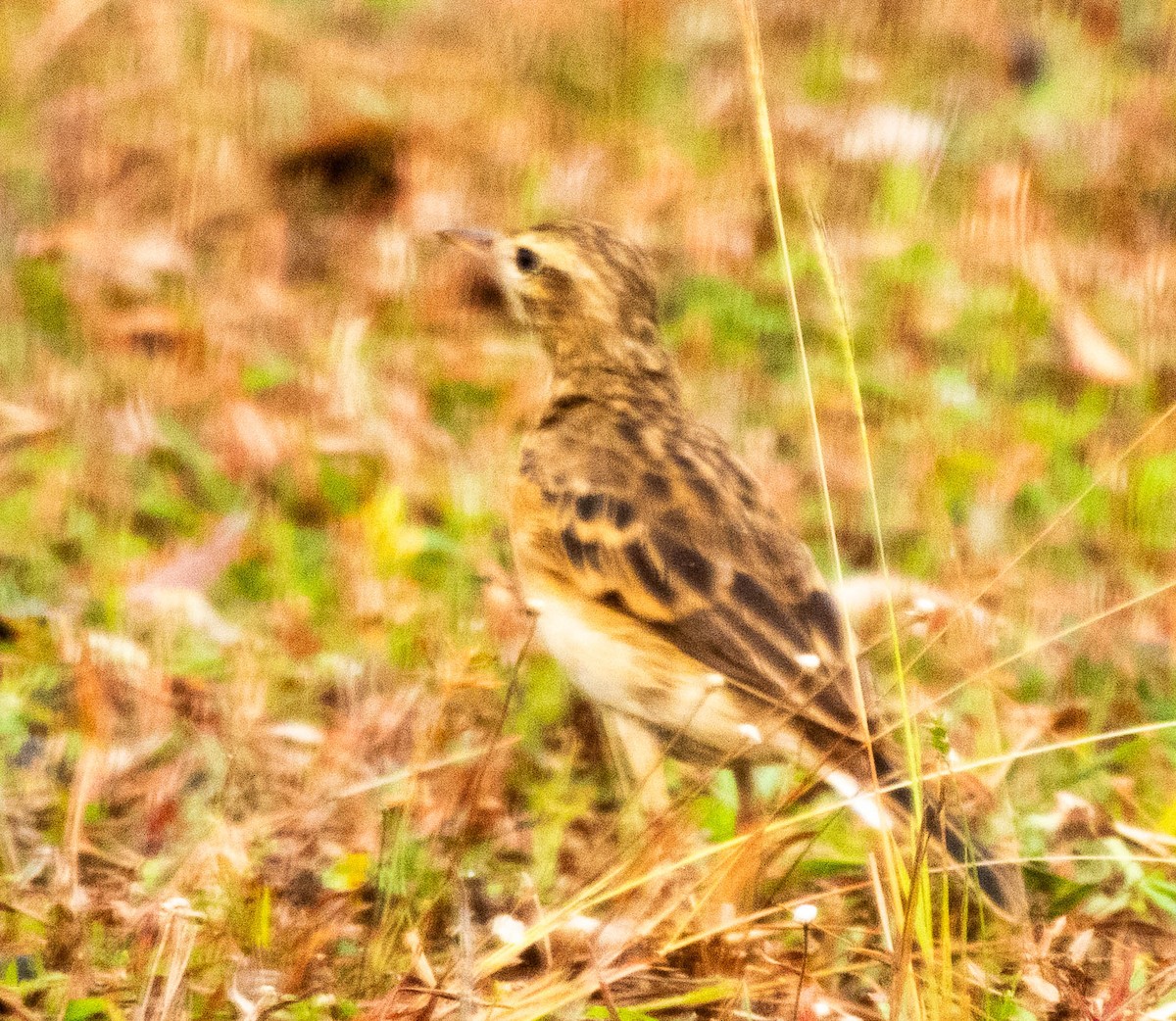 Paddyfield Pipit - ML642055090