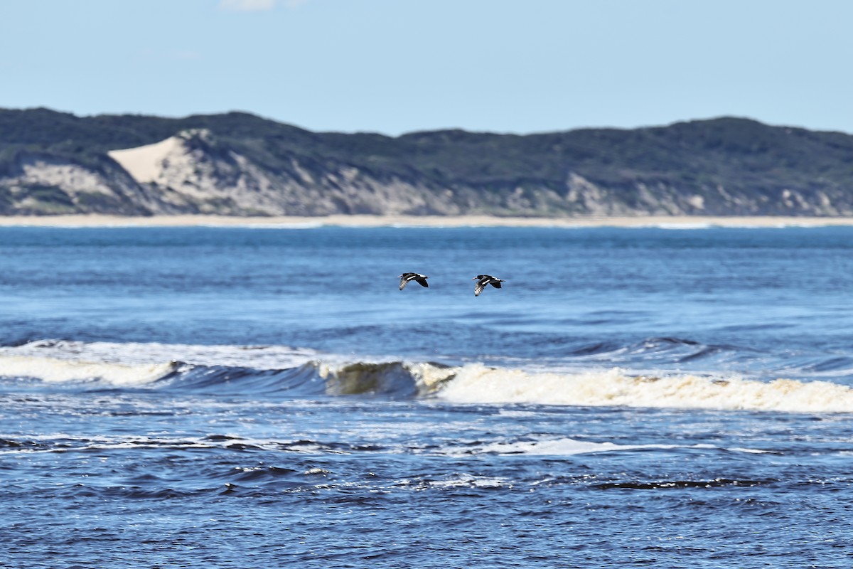 Pied Oystercatcher - ML642055098